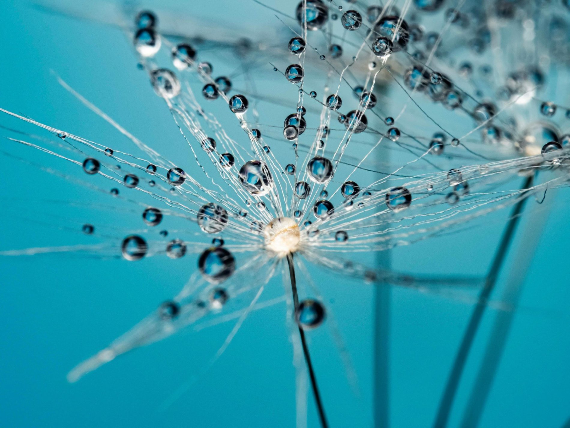 Μονοετής εκπαίδευση τεχνικής Focusing